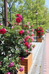 写真：渡辺翁記念公園に設置したバラ2