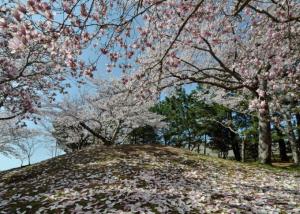 写真：作品15「モクレンと桜のコラボ」	