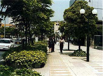 写真：街路樹