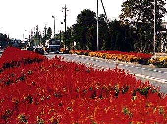 写真：道路沿いに咲くサルビア