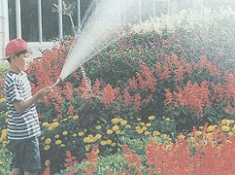 写真：花に水をやる様子