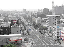 写真：常盤通りの街路樹