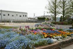 写真：宇部市立藤山中学校の花壇