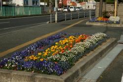 写真：恩田クラブの花壇