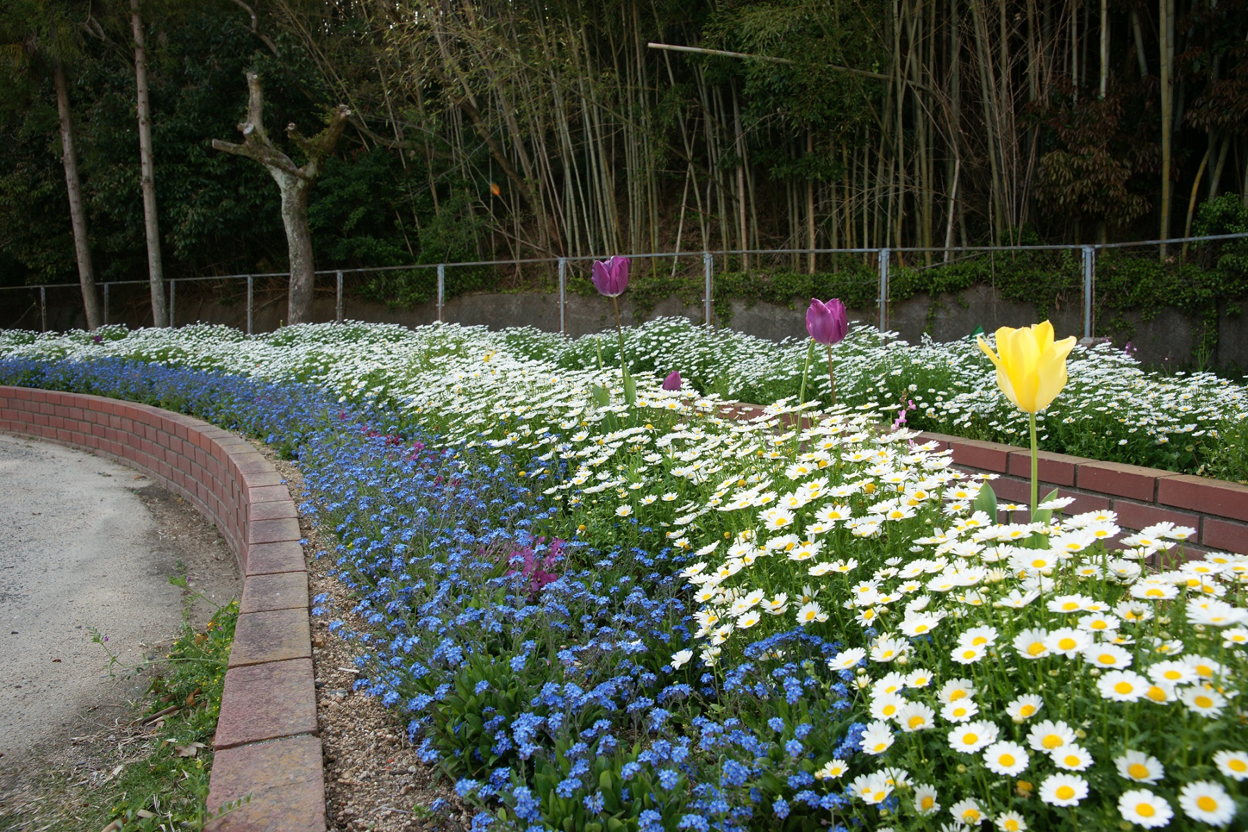 第117回春の花壇コンクール 優秀花壇写真集 宇部市公式ウェブサイト