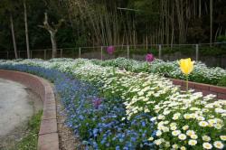 写真：宇部市立常盤小学校の花壇