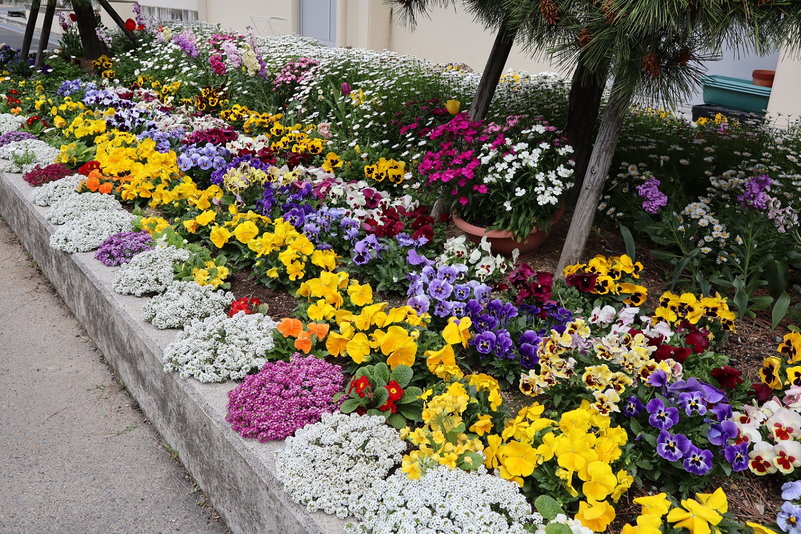 第117回春の花壇コンクール 優秀花壇写真集 宇部市公式ウェブサイト