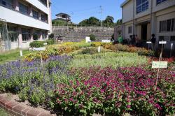 宇部市立小羽山小学校の花壇の写真