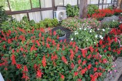 写真：介護老人保健施設　寿光園の花壇。建物のわきに赤い花が咲いています。