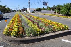 写真：宇部中央消防署東部出張所の花壇。道路のわきの花壇にたくさんの花が咲いています。