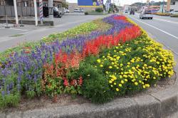 花園自治会の花壇の写真