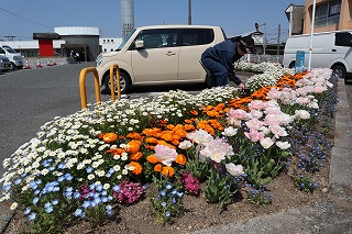 写真：駐車場の周りにある花壇で、白色やオレンジ色ピンク色などの花が咲いています
