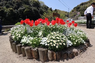 写真：丸太のようなもので作られた花壇に赤いチューリップを中心に白い花が咲いています