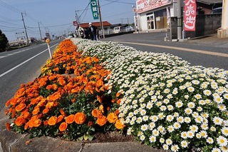 写真：道路と歩道の間にオレンジ色と白色の花が咲いています