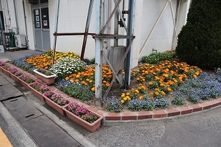 写真：建物の近くにレンガで作った花壇があり、オレンジ色の花を中心に青色の花があります