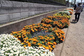 写真：壁沿いにオレンジ色や白い花が咲いています