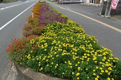 写真：東岐波福祉委員会花壇