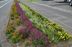 写真：磯地西花クラブ花壇