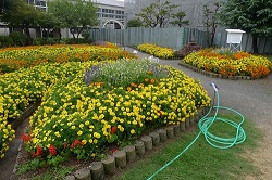 写真：宇部市立神原小学校花壇