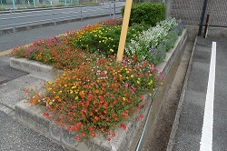 写真：恩田クラブ花壇