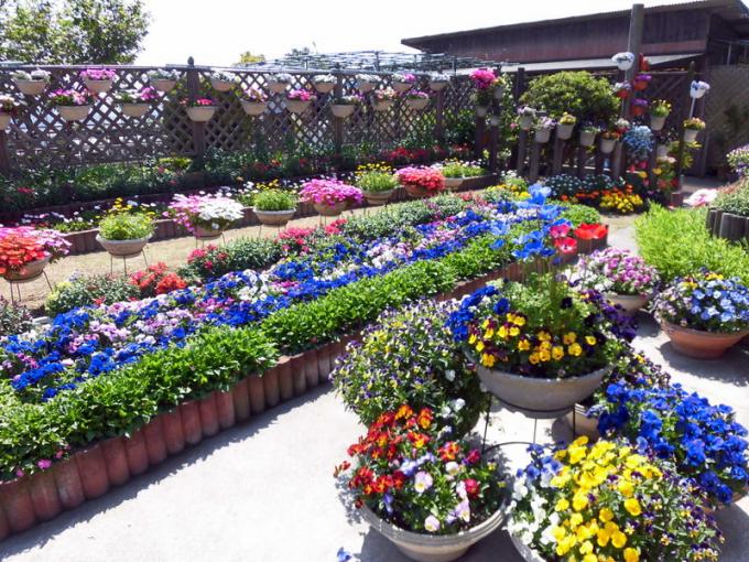 写真：國司千登世さんの花壇