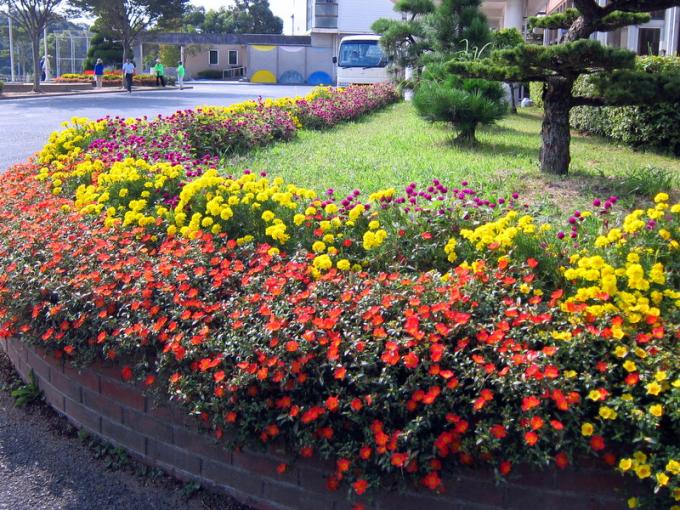 写真：川上小学校の花壇