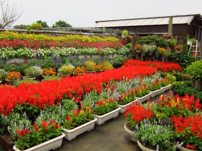 写真：國司千登世さんの花壇