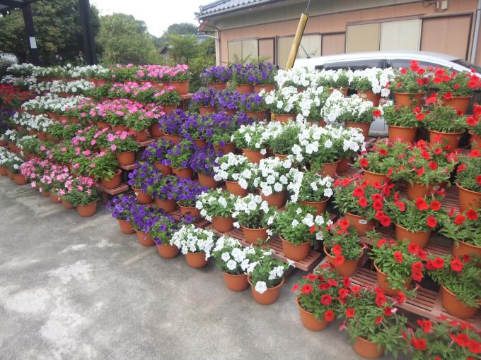 写真：田中忠義さんの花壇
