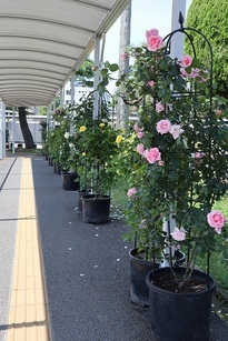 写真：JR宇部新川駅に設置したバラ1