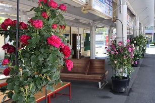 写真：JR宇部新川駅に設置したバラ2