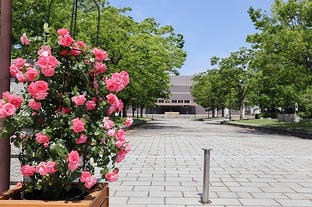 写真：渡辺翁記念公園に設置したバラ1
