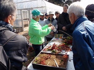 写真：挿木講習会の様子