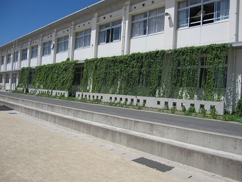写真：西岐波小学校の緑のカーテン
