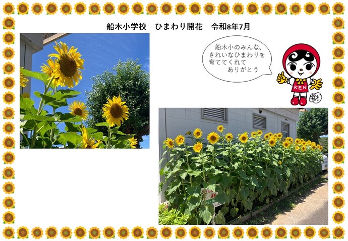 船木小学校ヒマワリ開花しました