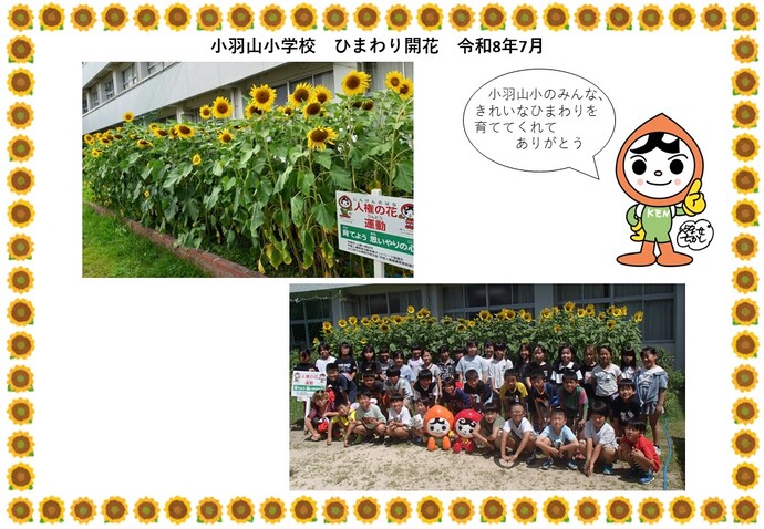 小羽山小学校ヒマワリ開花