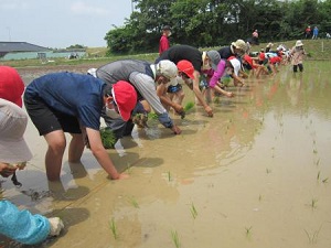 特認校での田植えの写真