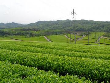 藤河内茶園の写真