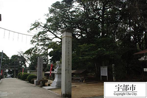 写真：松江八幡宮社叢1