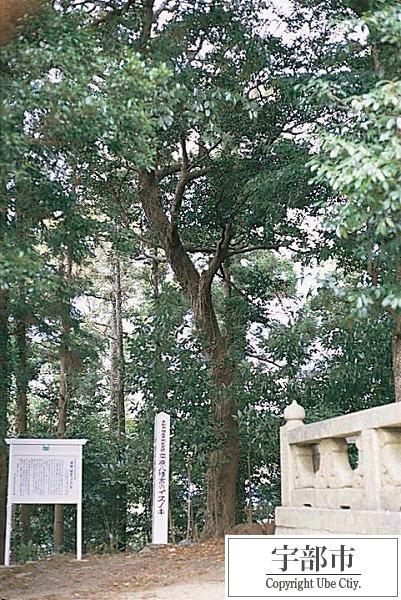 写真：平原八幡宮のイスノキ