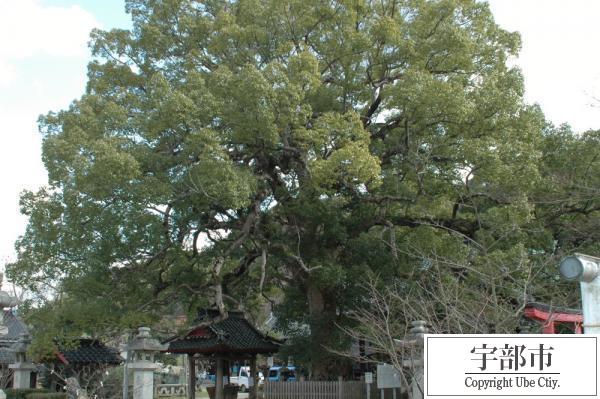 写真：岡崎八幡宮のクスノキ1