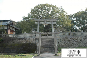 写真：岡崎八幡宮のクスノキ2