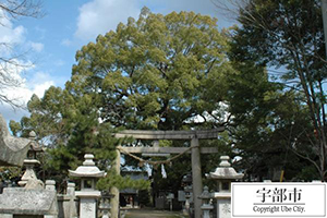 写真：岡崎八幡宮のクスノキ3