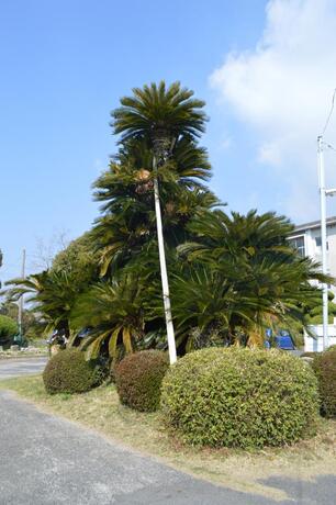 写真：東岐波中学校ソテツ1