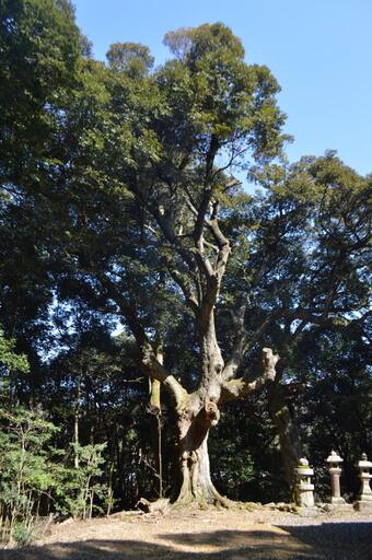 写真：河内神社のスダジイ