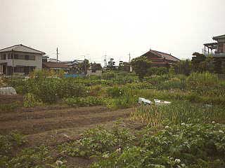 写真：草江　農園