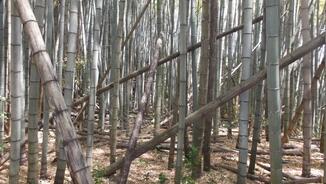 写真：整備前の竹林