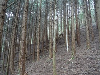 荒廃したスギ ヒノキ人工林を整備しませんか 宇部市公式ウェブサイト