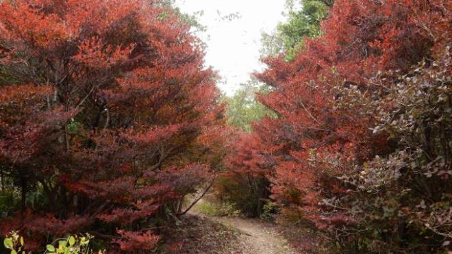 写真：ドウダンツツジ登山道入り口付近1