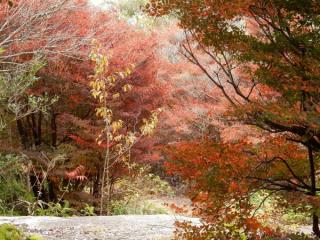 写真：ドウダンツツジ登山道中間付近2