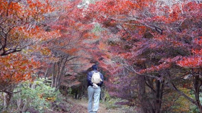 写真：ドウダンツツジの紅葉トンネル